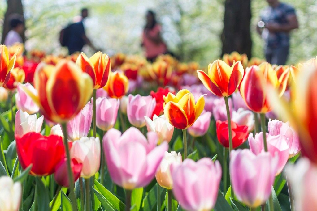 bed of red and pink tulip flowers