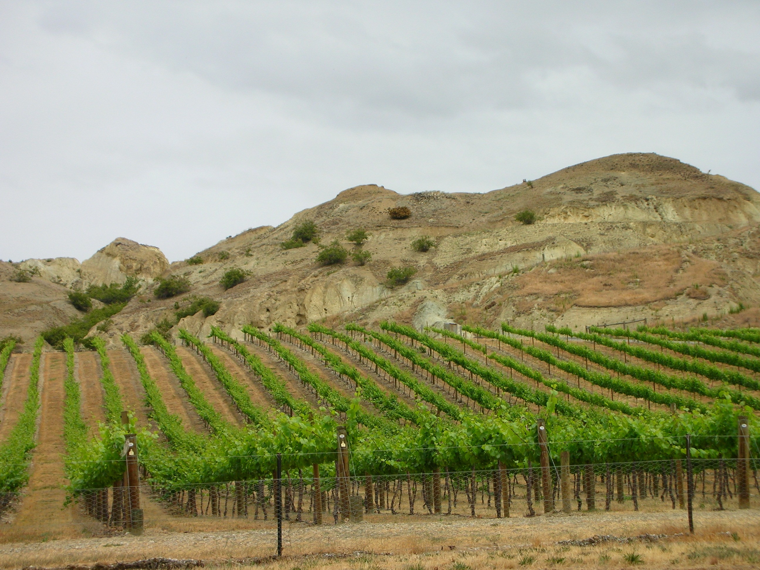 Vineyard near Felton Road, Central Otago. Photo: Karinl / Wikimedia Commons. CC BY-SA 4.0.