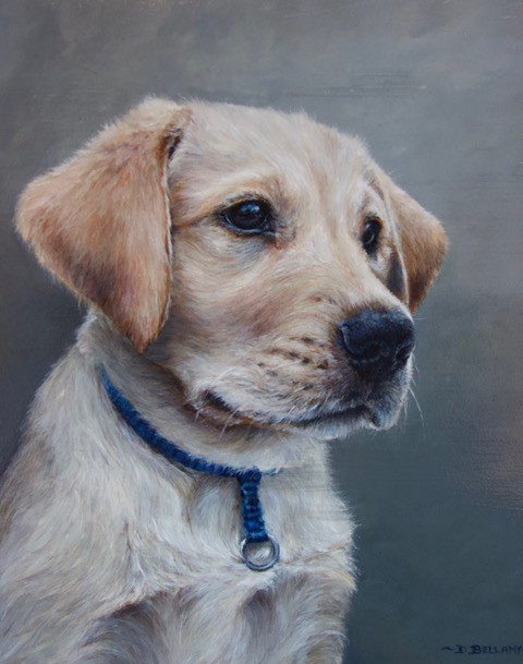 labrador puppy painting with blue collar