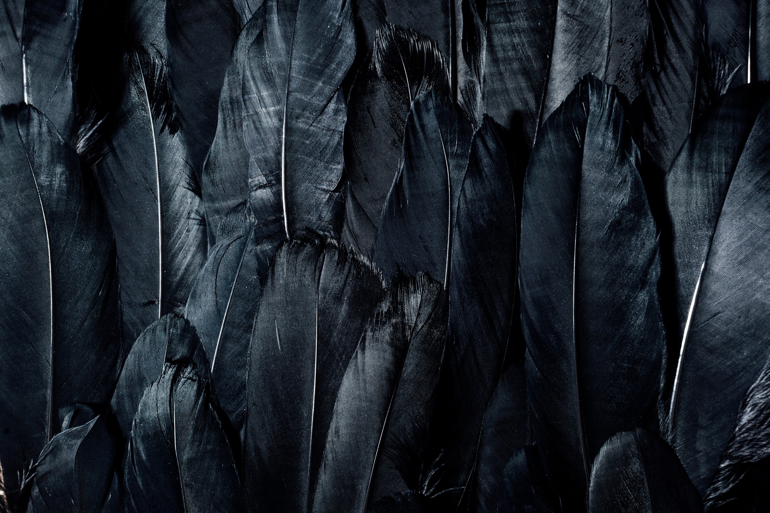 Dunkle, überlappende Federn mit feiner Textur und klaren Linien als symbolischer Hintergrund für Präzision, Tiefe und gestalterische Wirkung.