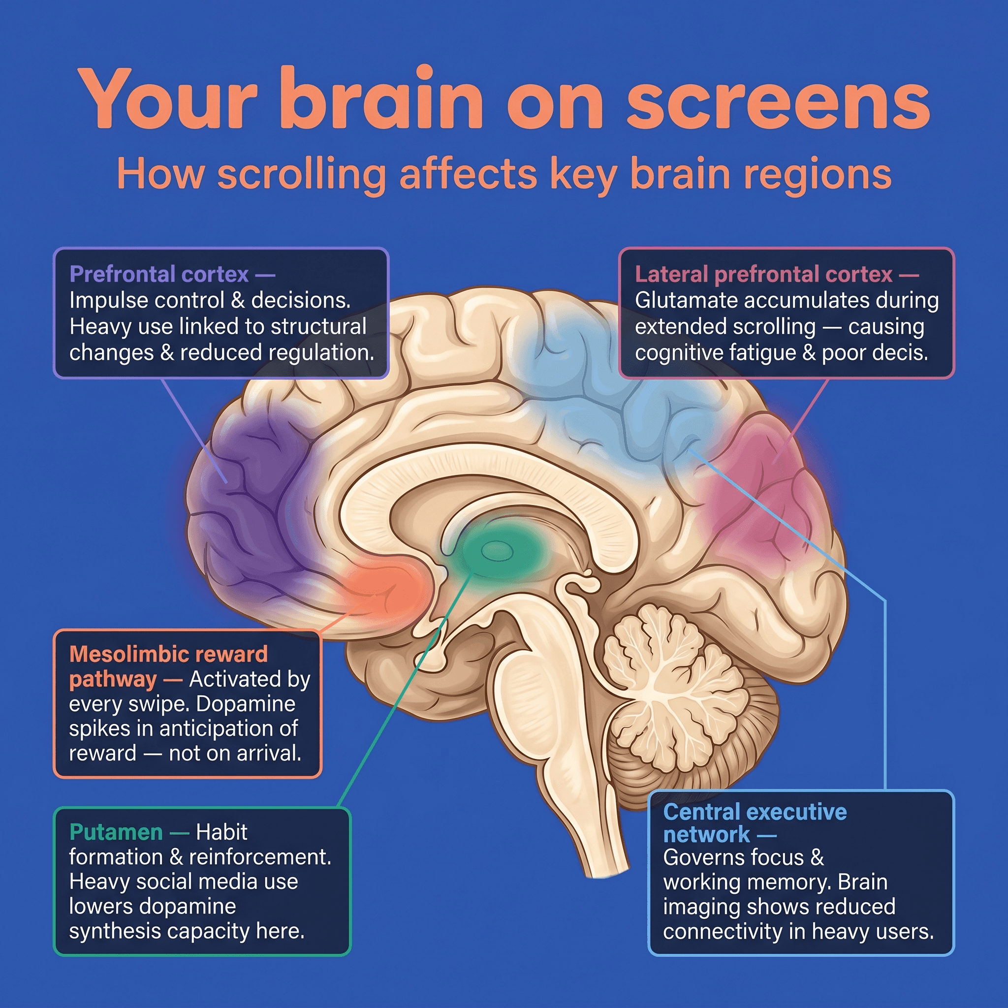 Inforgraphic showing how the parts of the brain interact to uninterrupted screen time