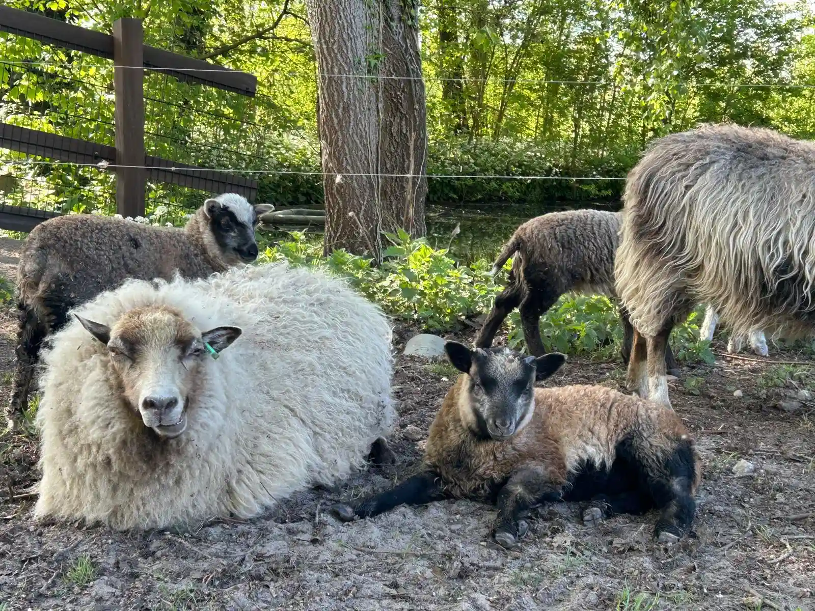 Schapen liggen