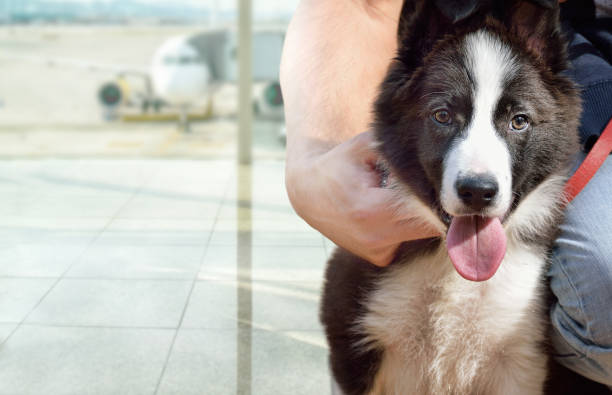 A dog has been picked up by a global partner during a pet transportation trip