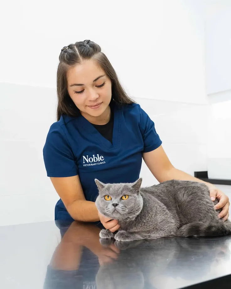 A veterinarian is examining a cat after the grooming session at the clinic.