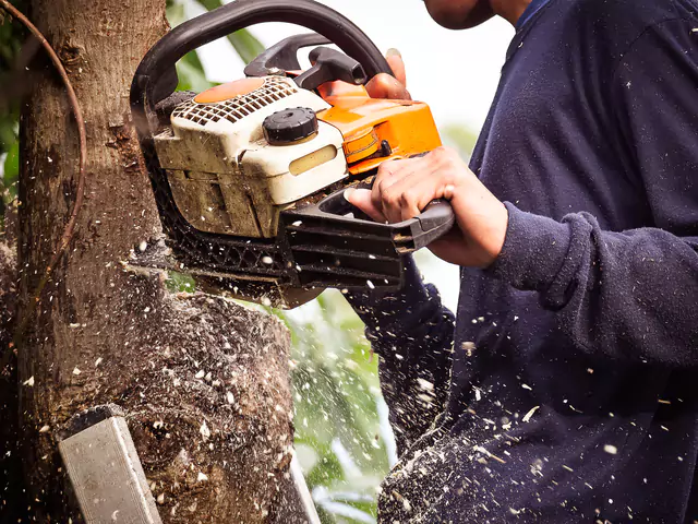 Eagle tree trimming