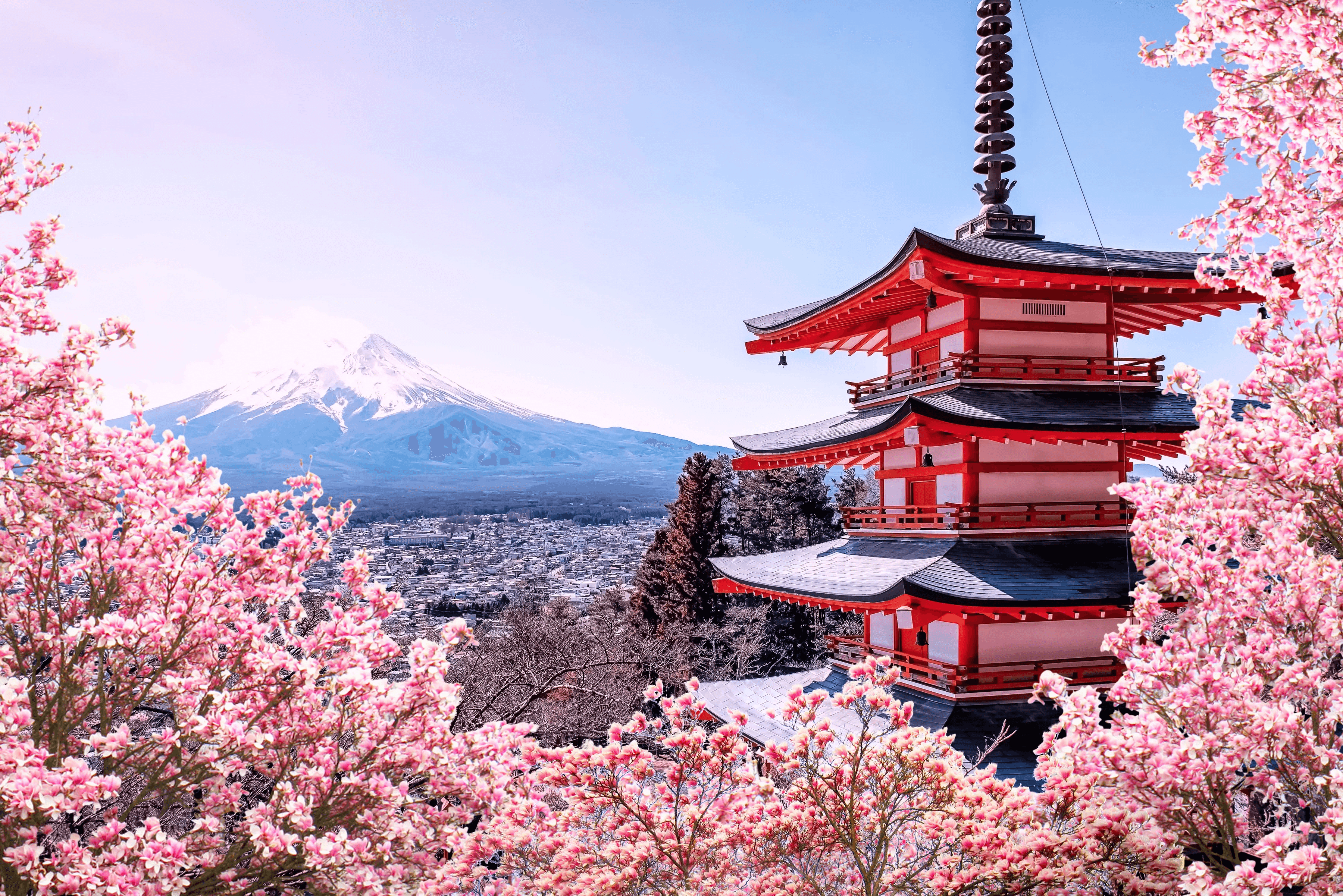 Cherry blossoms in Japan