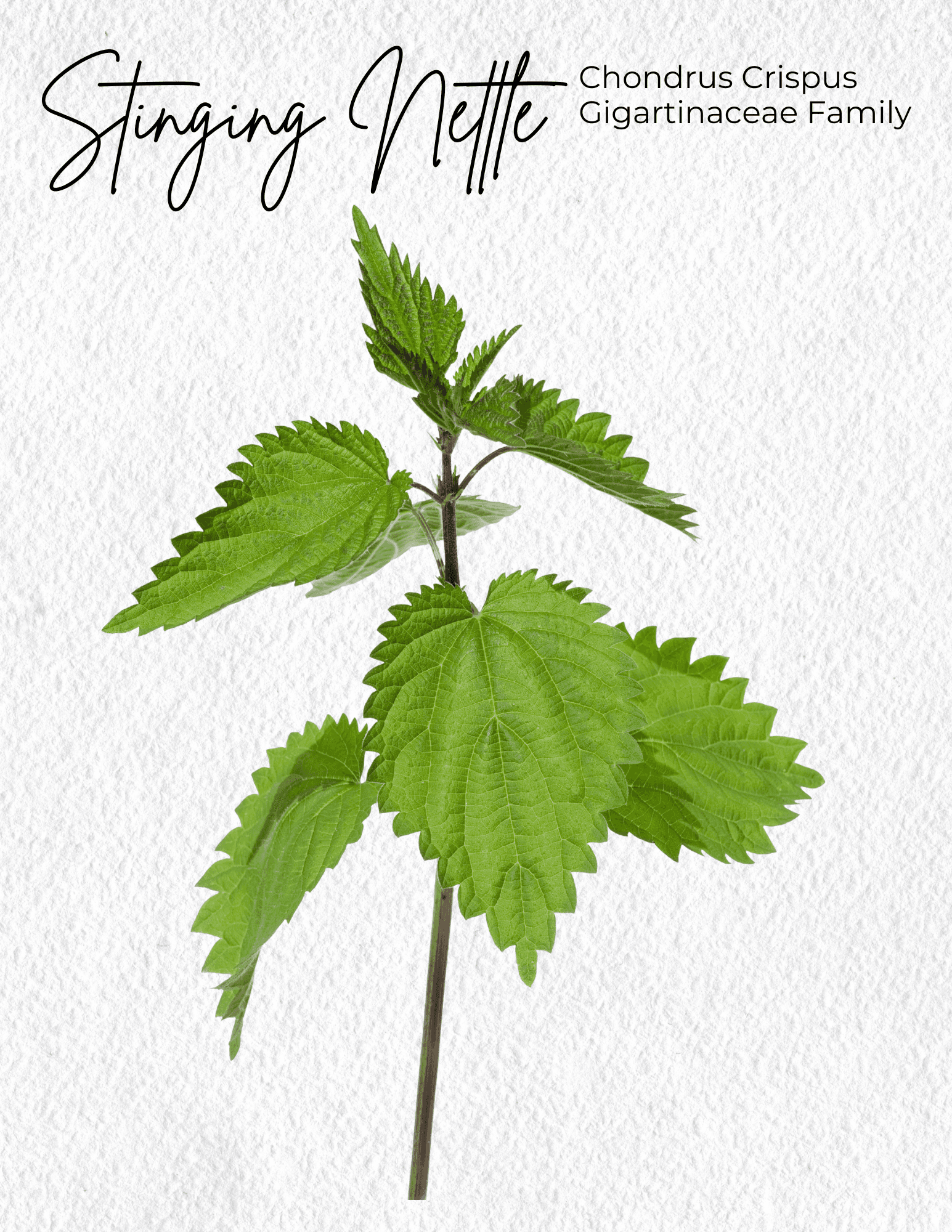 Stinging Nettle Materia Medica