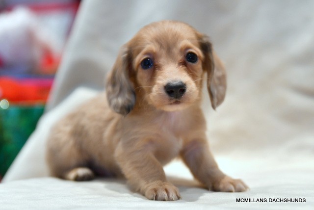 Longhair Black & Cream dapple male