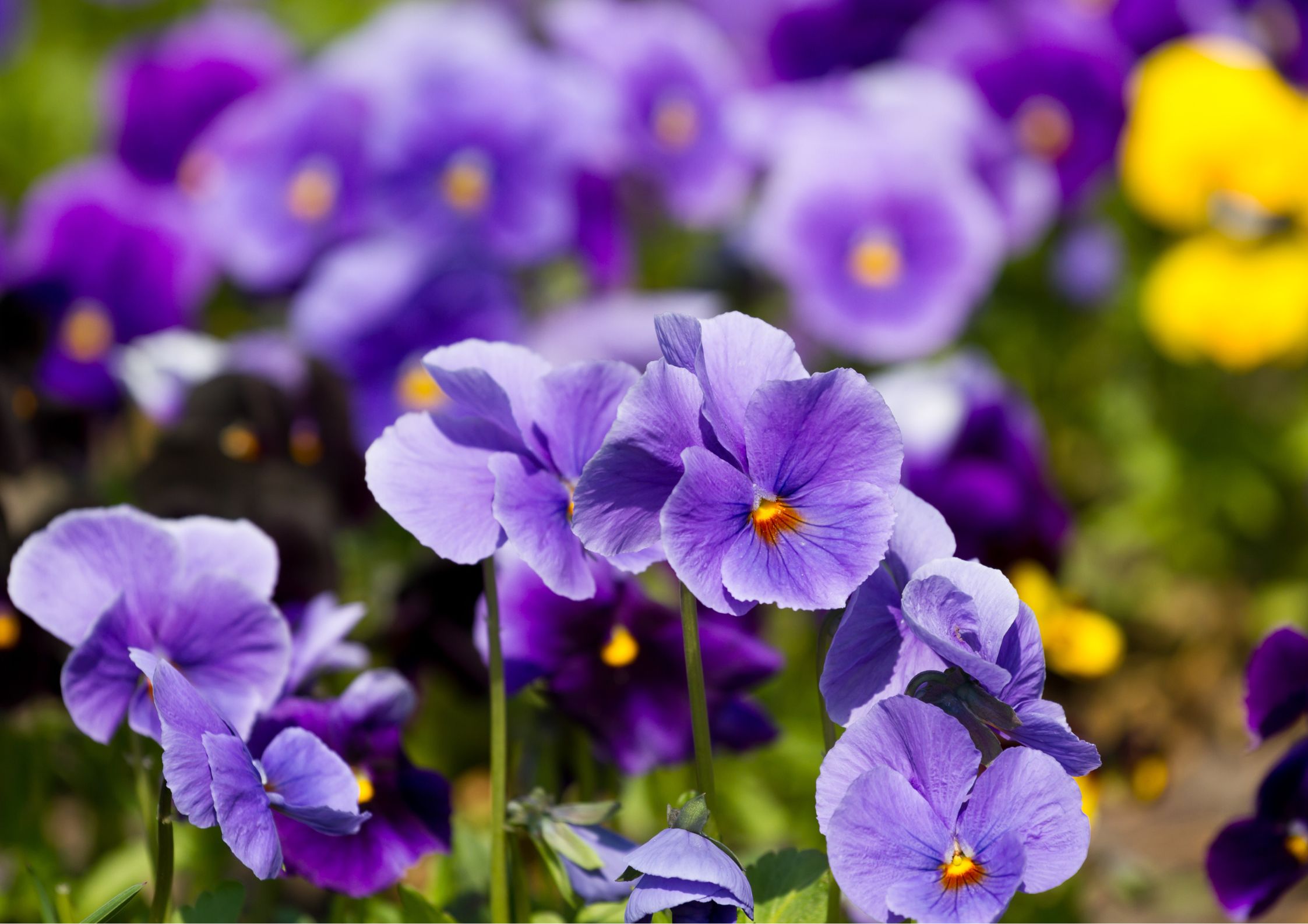 Planting violas in the winter garden