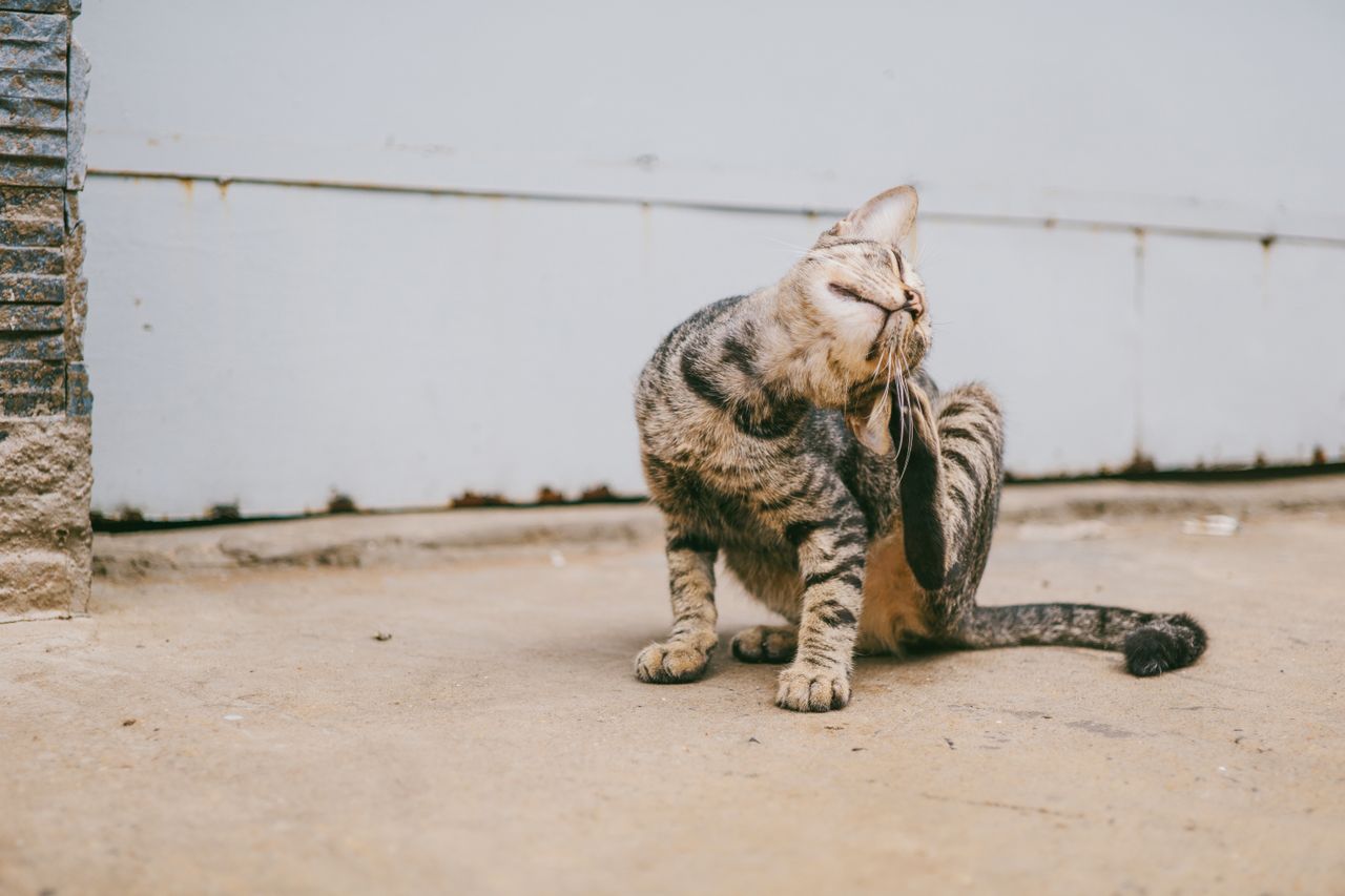 A cat is sitting on the ground while trying to scratch its ears.