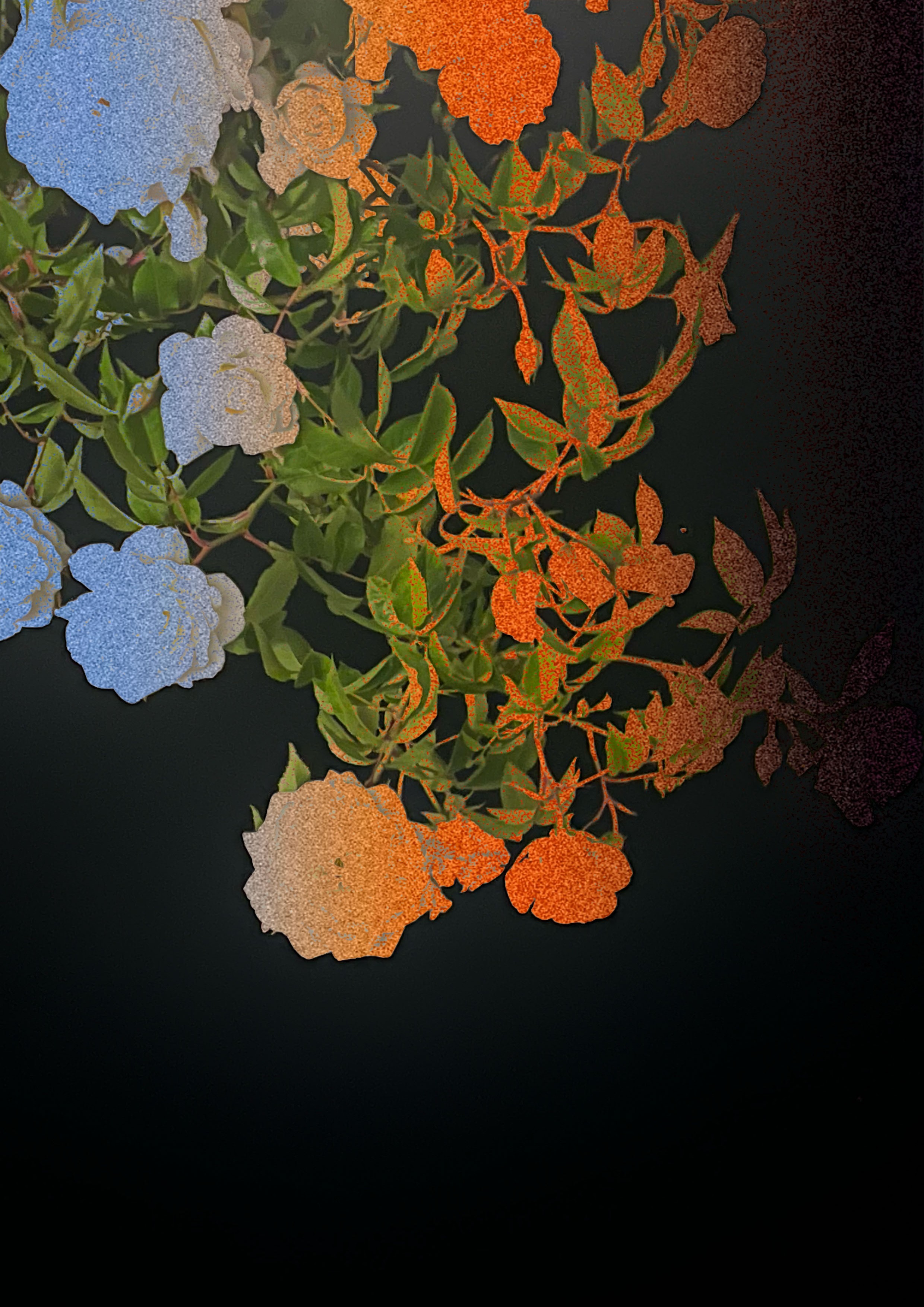 Men Orange BG