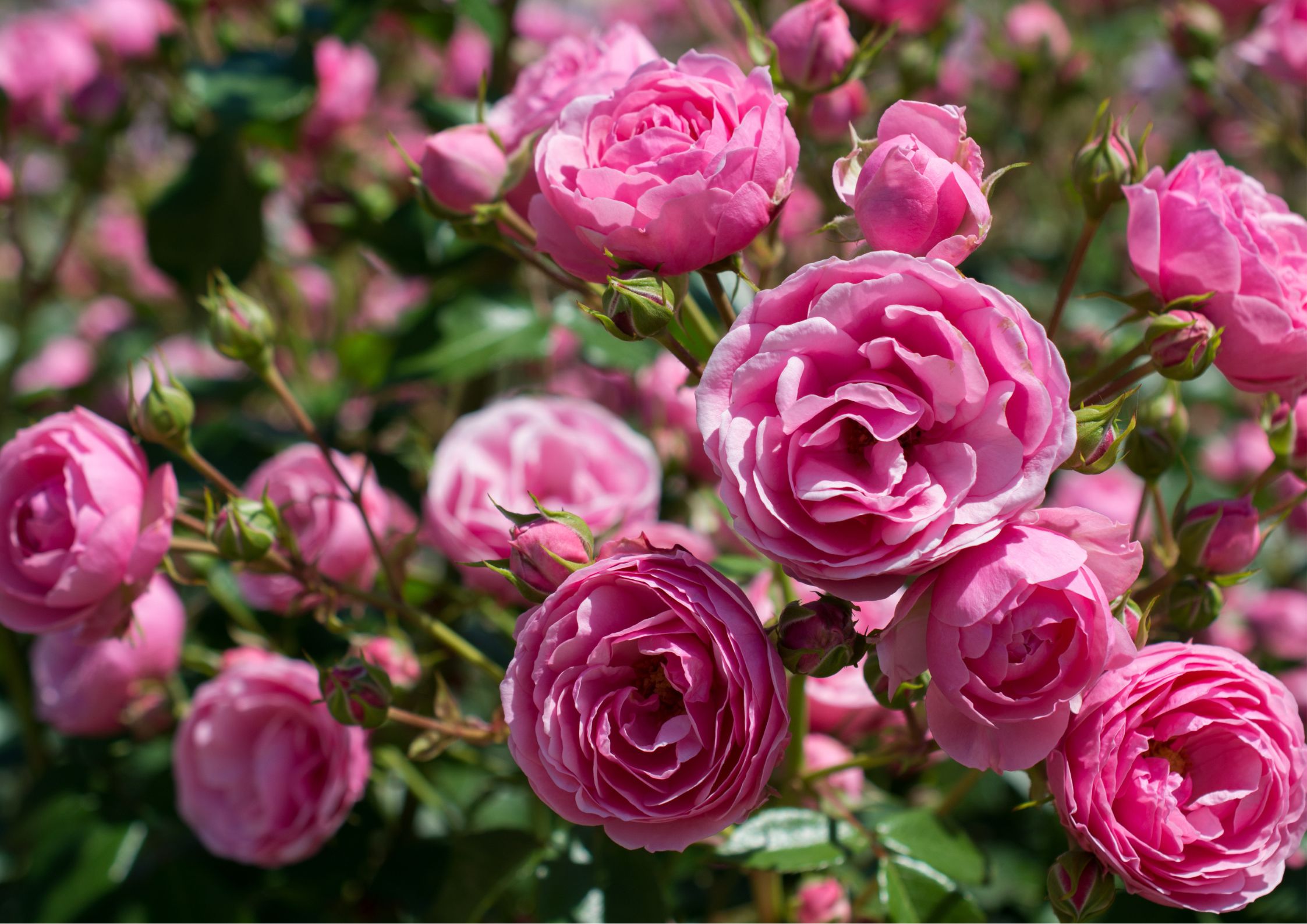 Planting rose bushes in the garden