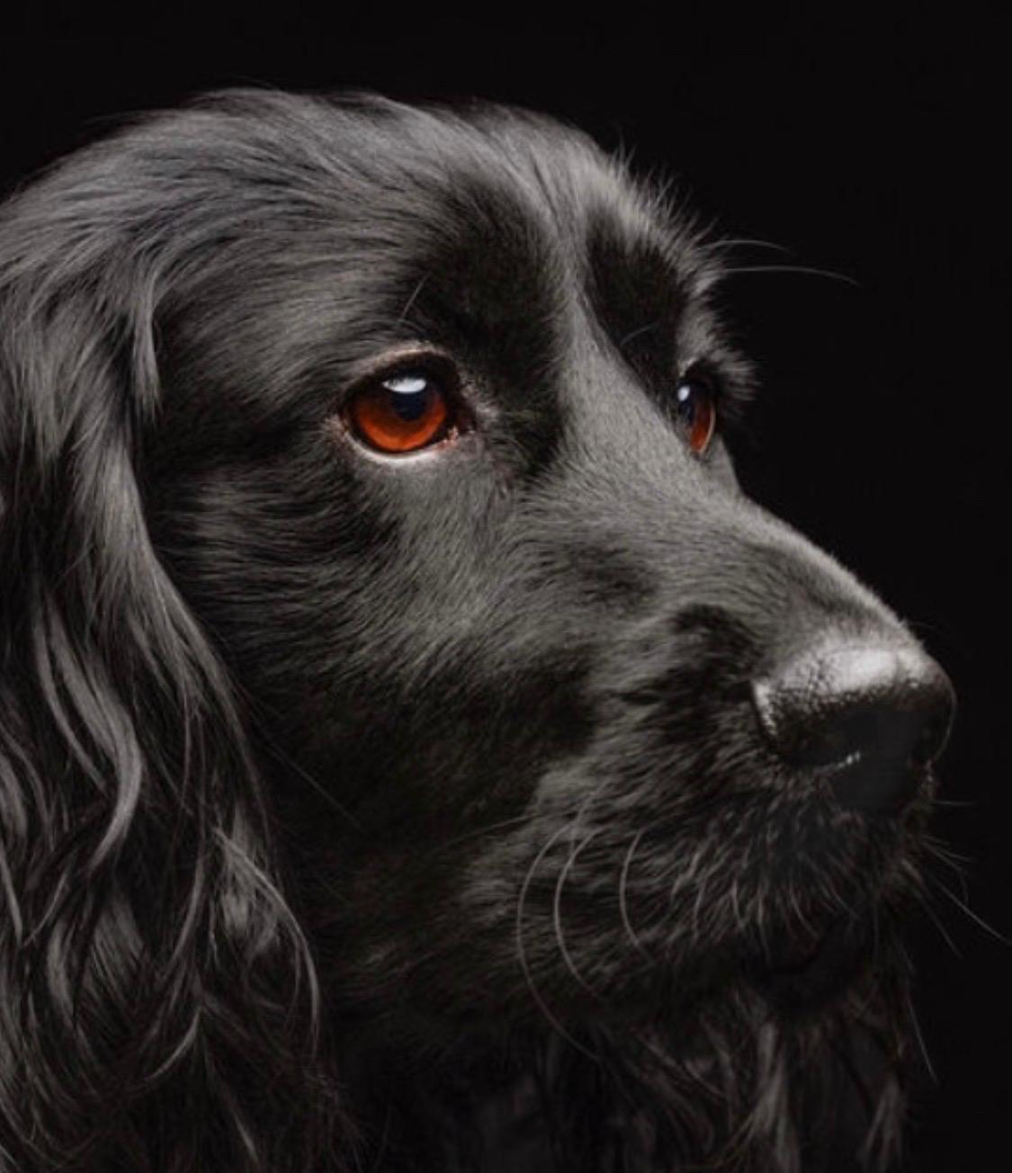 Digby. Thoughtful, measured, and quietly aware of his own good looks!