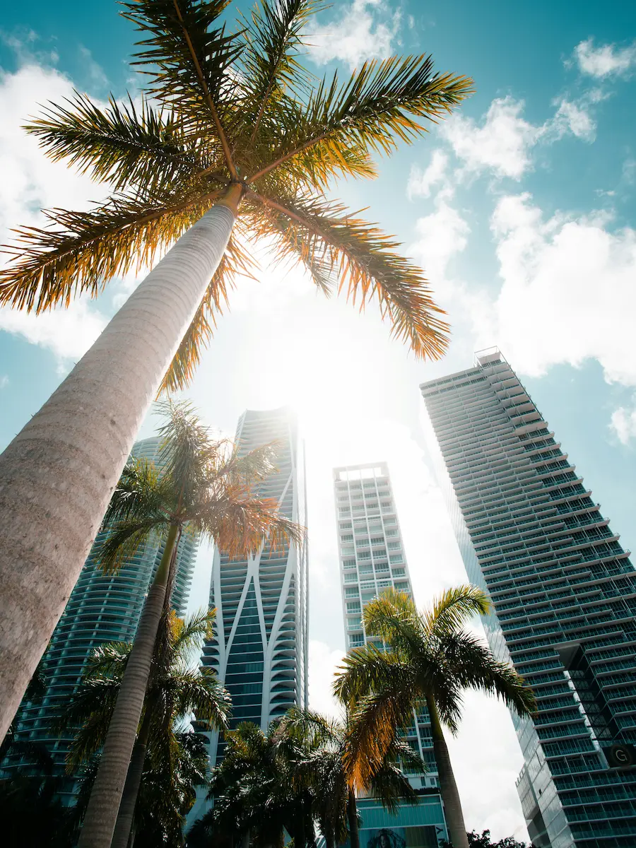 Palm trees framing modern downtown Miami skyscrapers under a bright blue sky.