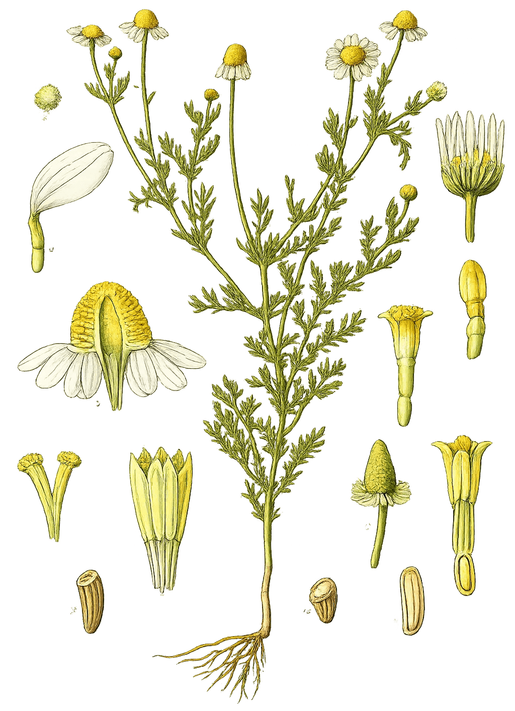 Illustration botanique ancienne de Matricaria chamomilla, ou camomille, avec fleurs blanches et jaunes, tiges et feuilles détaillées, source d’inspiration pour les cartes du jeu PolliNation.