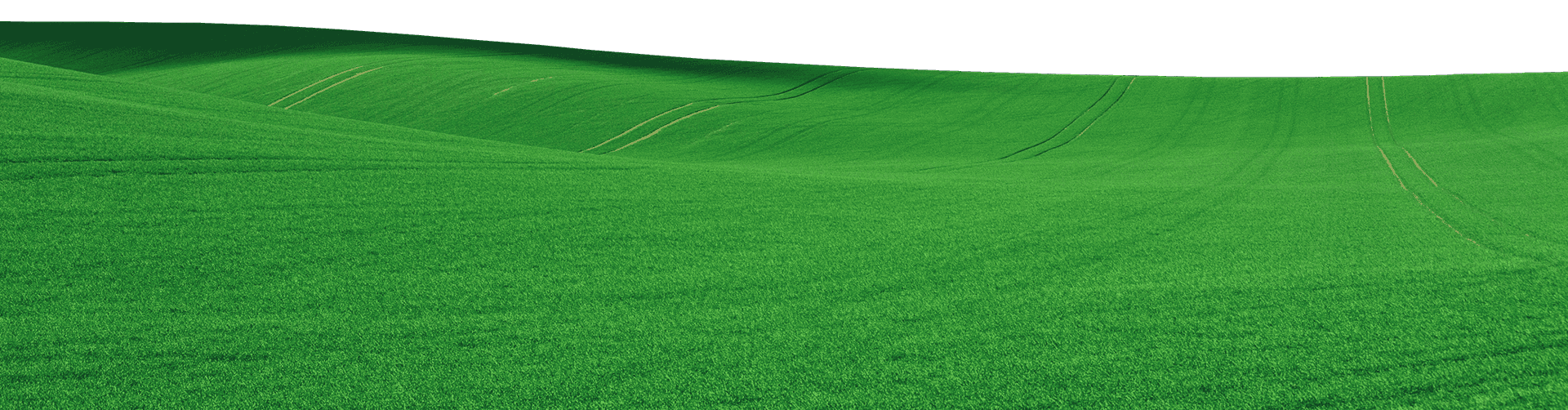 Green Grass