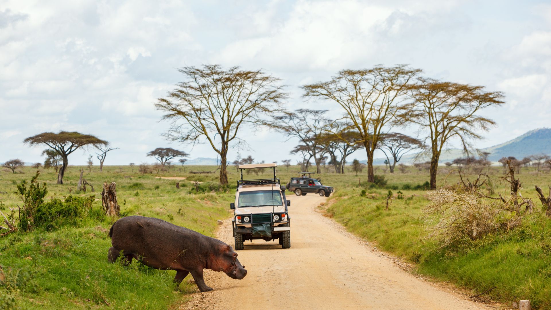 safari image