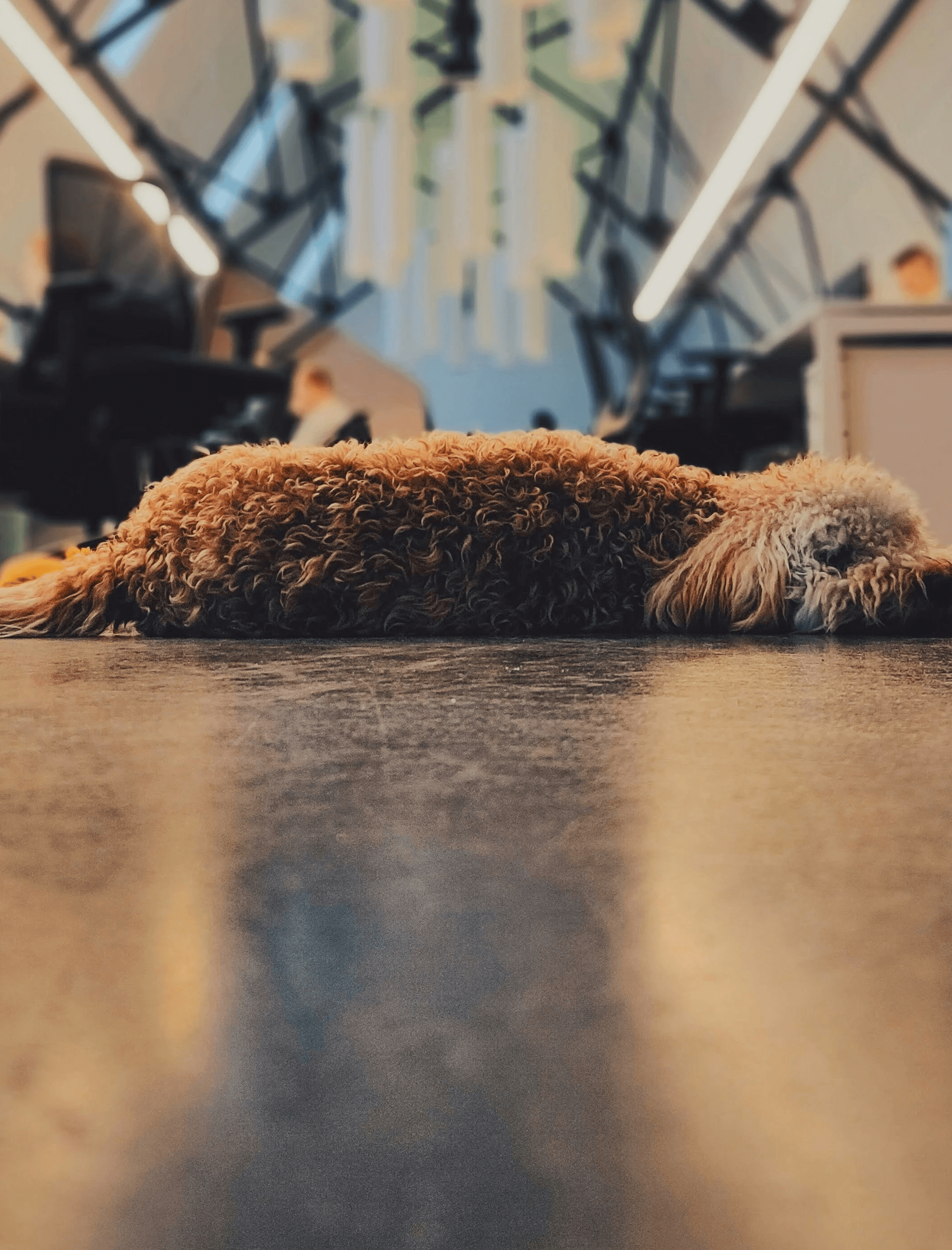 dog lying down in the floor