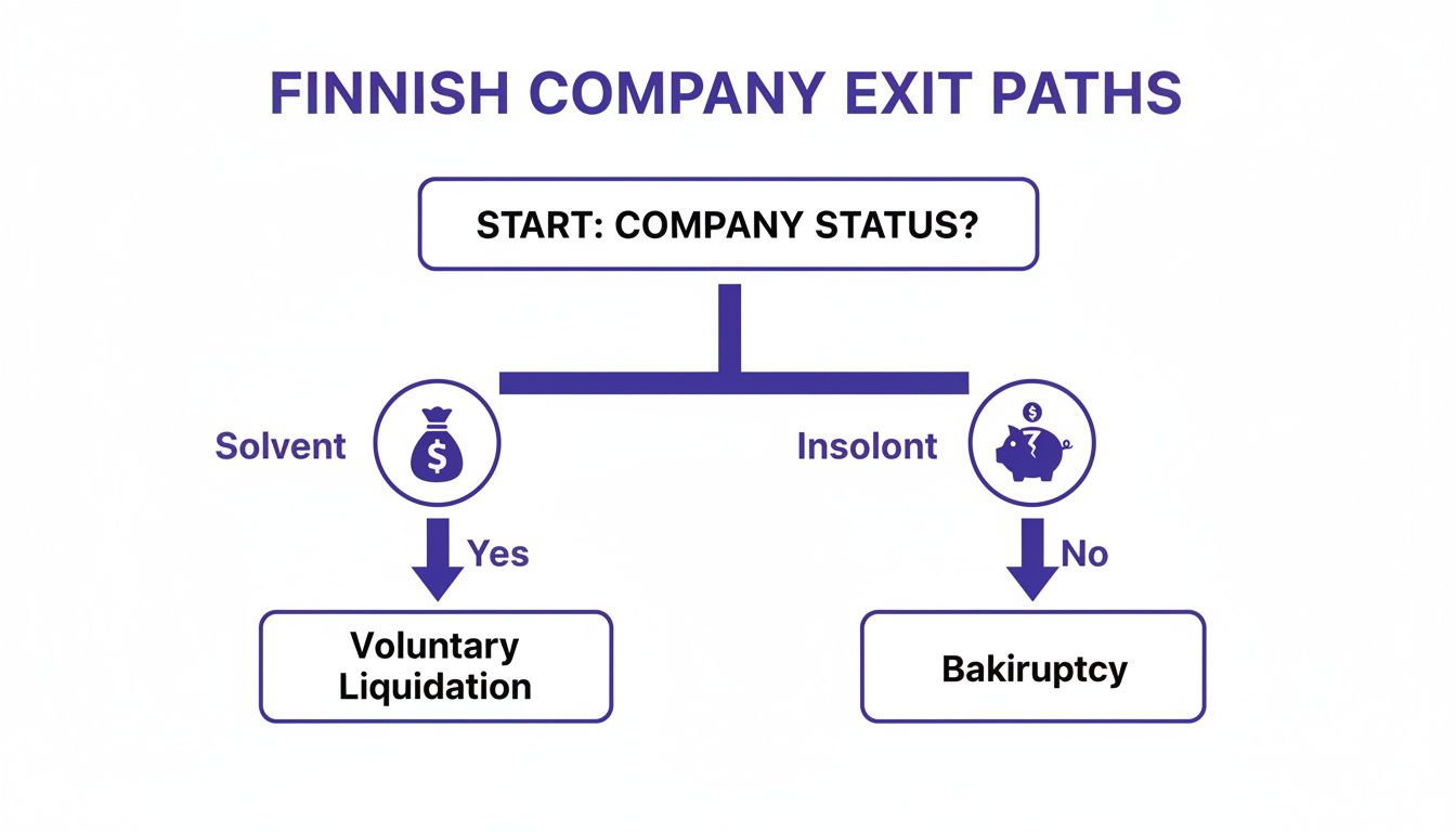 Flowchart showing Finnish company exit paths, illustrating choices between voluntary liquidation for solvent companies and bankruptcy for insolvent ones.