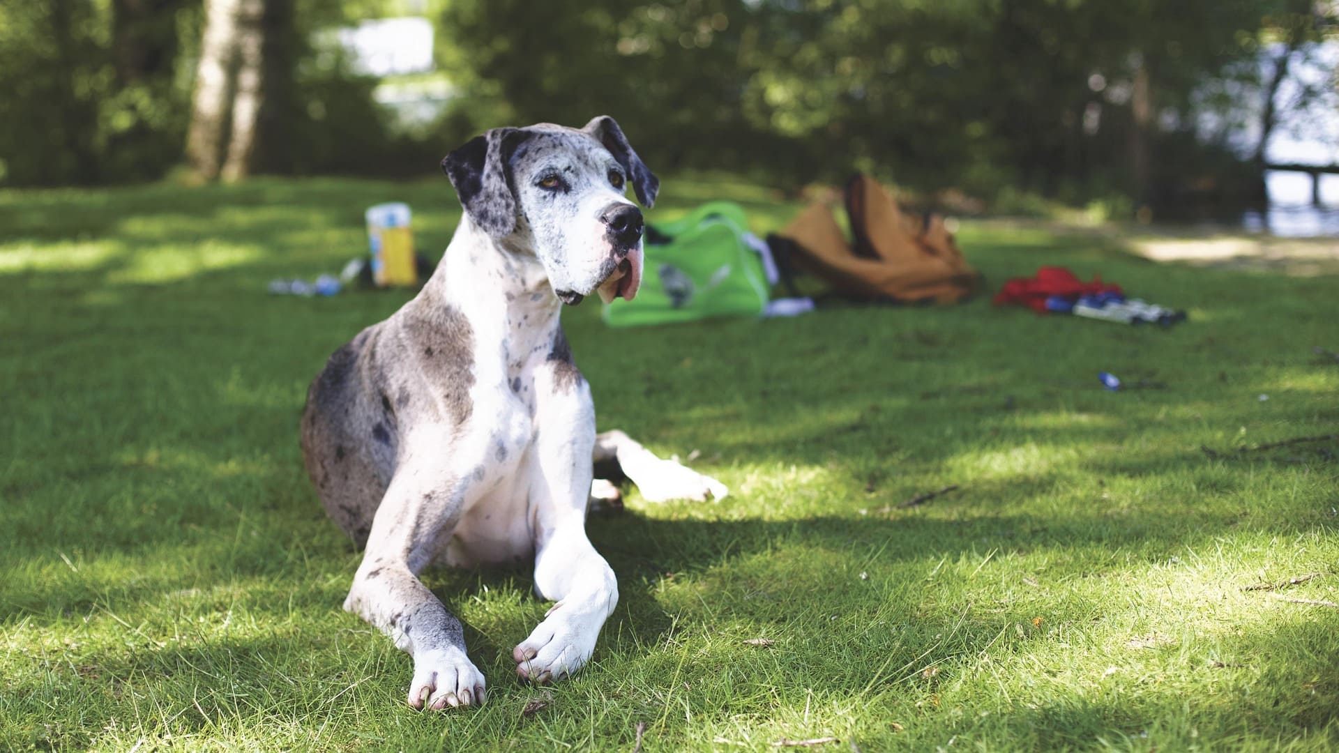 A Great Dane is lying down on the green grass in front of messy bags.