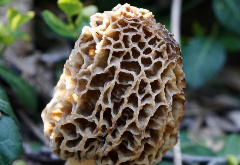 Morchella
