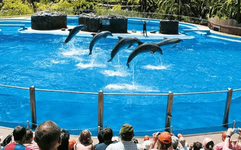 Espectáculo de delfines en Palmitos Park, Gran Canaria, con público observando.