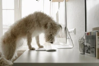a white dog climbing on a desk