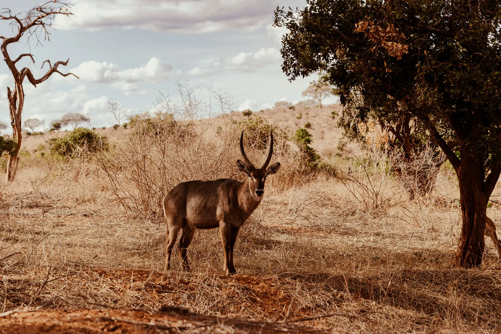 Usahili Tour in Kenya