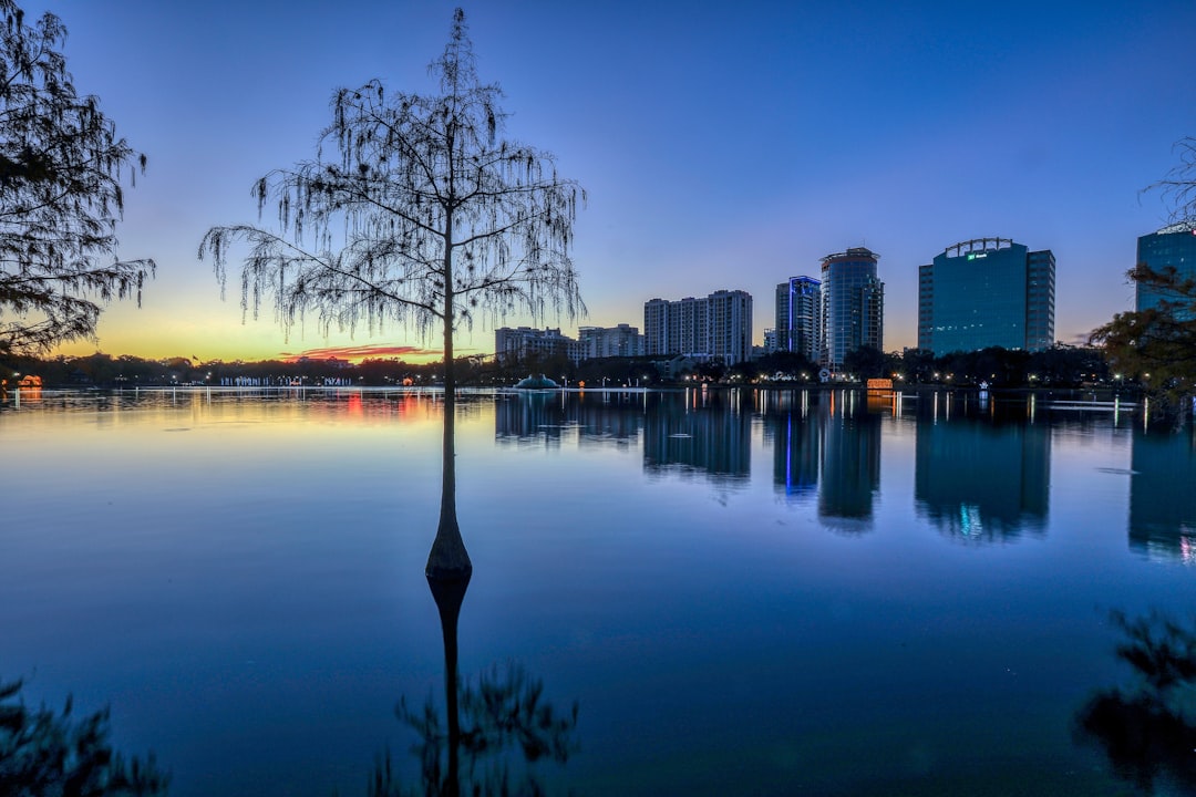 Bare cypress tree standing in a calm lake at dusk with a city skyline reflected in the water.