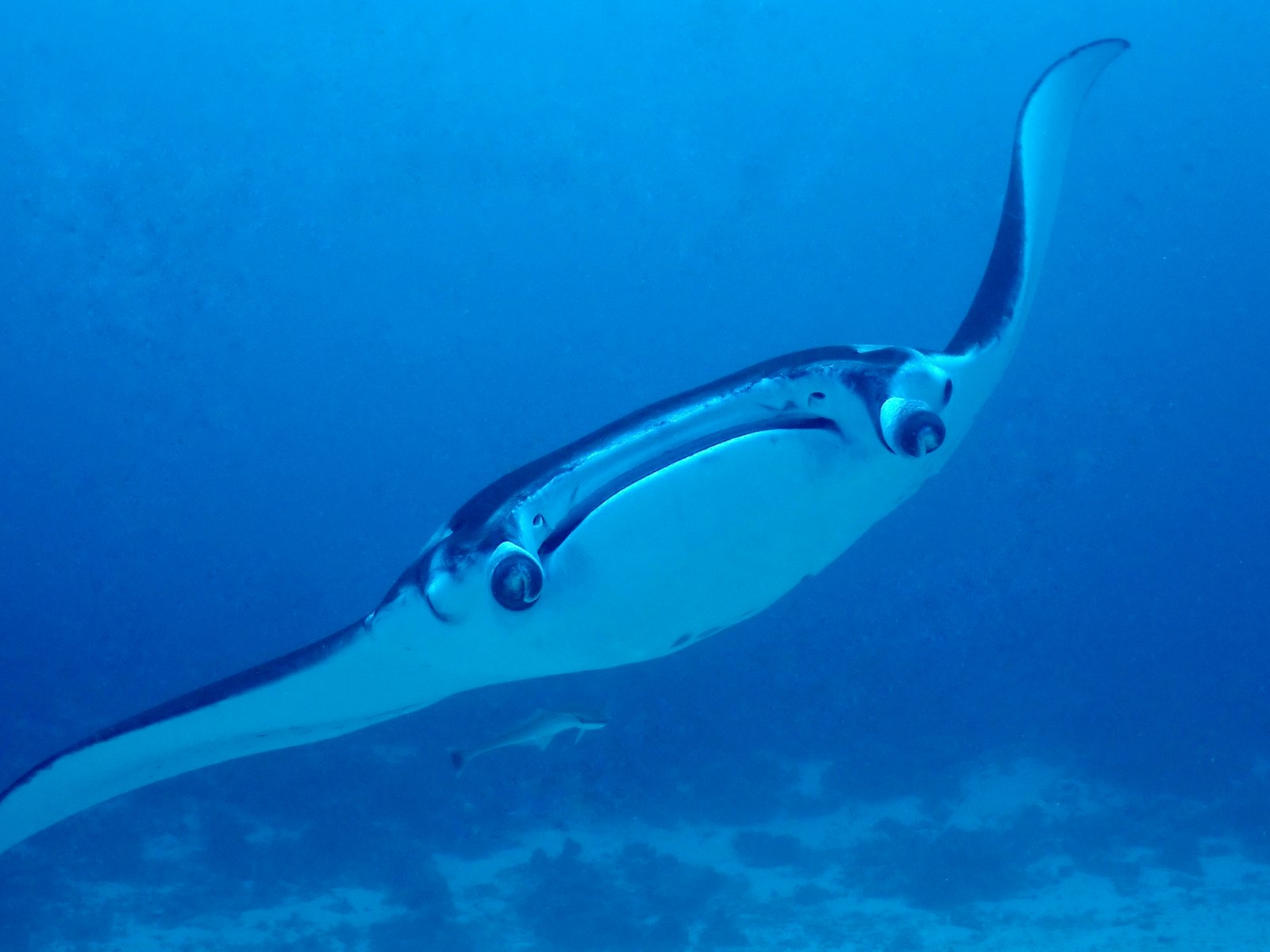 Reef manta ray gliding through blue water above a sandy seabed