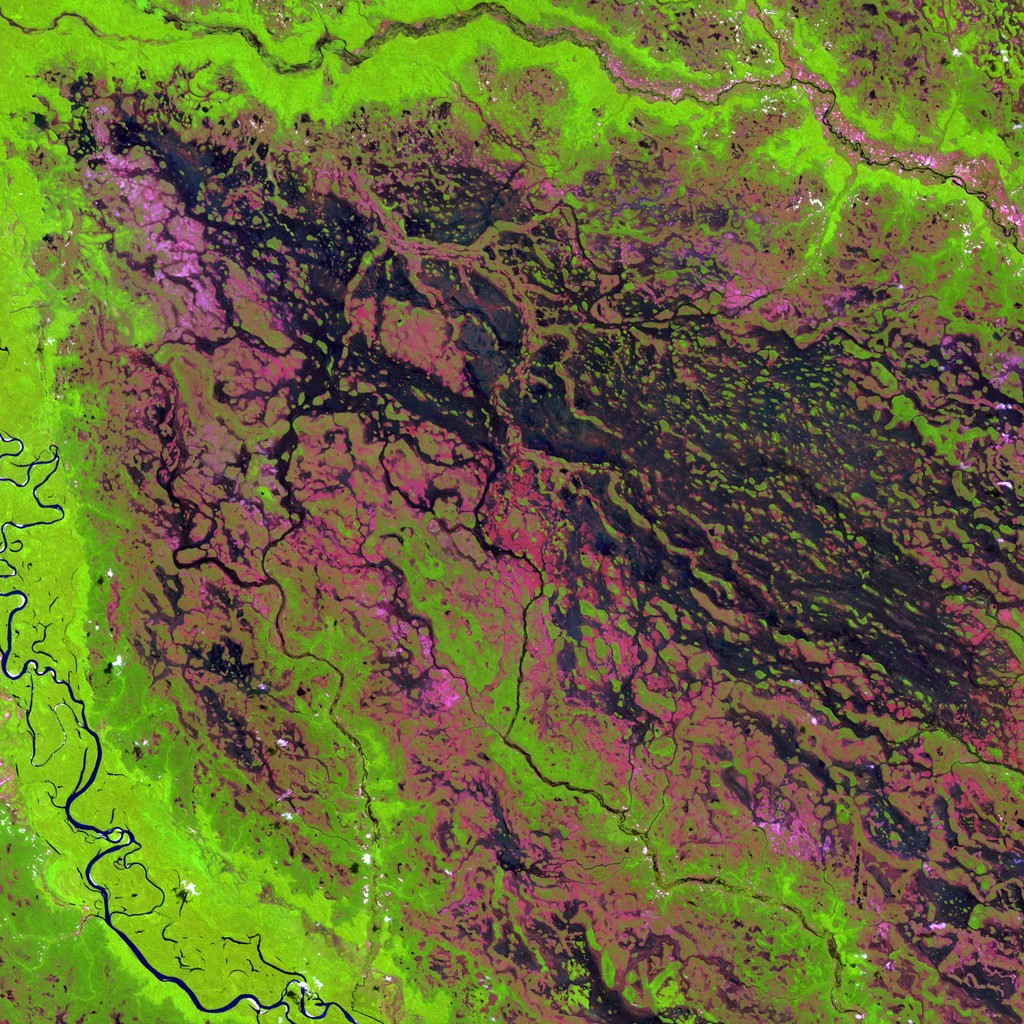 Satellite imagery of a forest river delta