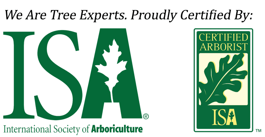 Betzy's Tree Care -ICA Certified Tree Expert