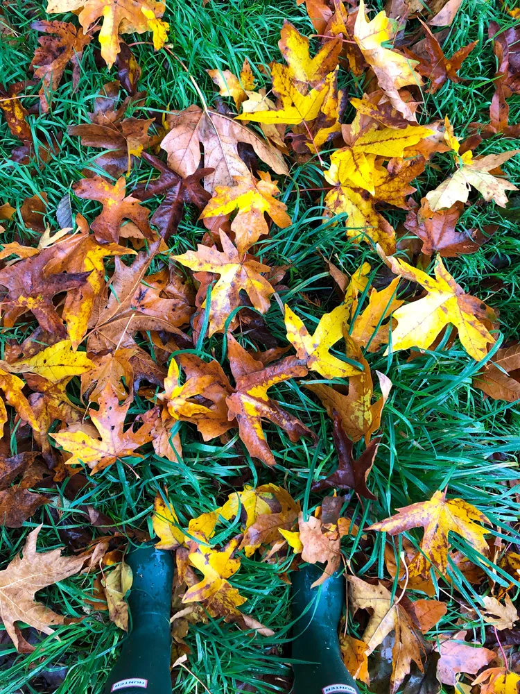 Golden and green autumn leaves filling the forest canopy at Rooted Northwest.
