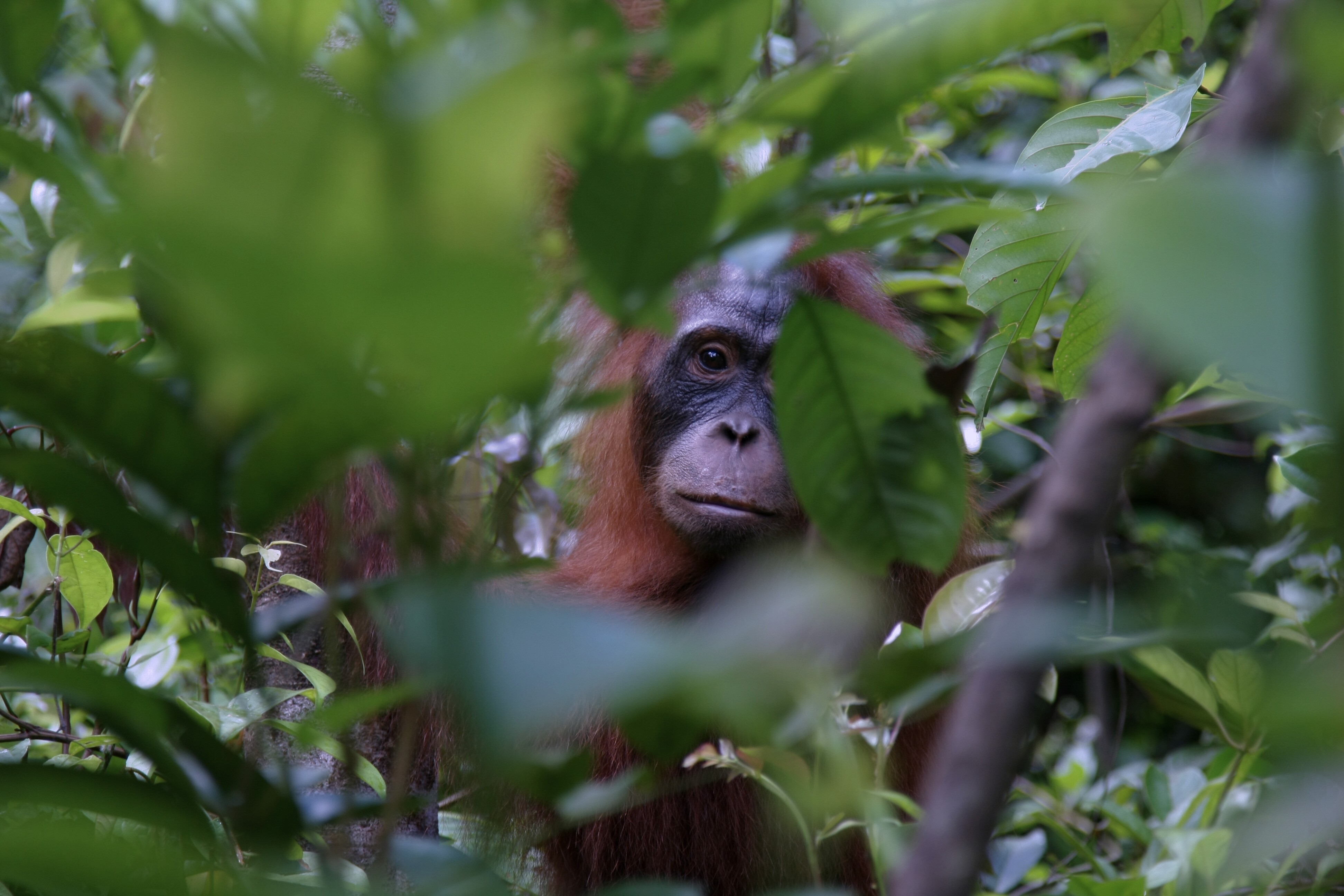 Landing Page der Pelorus Jack Foundation von Hannes Jaenicke