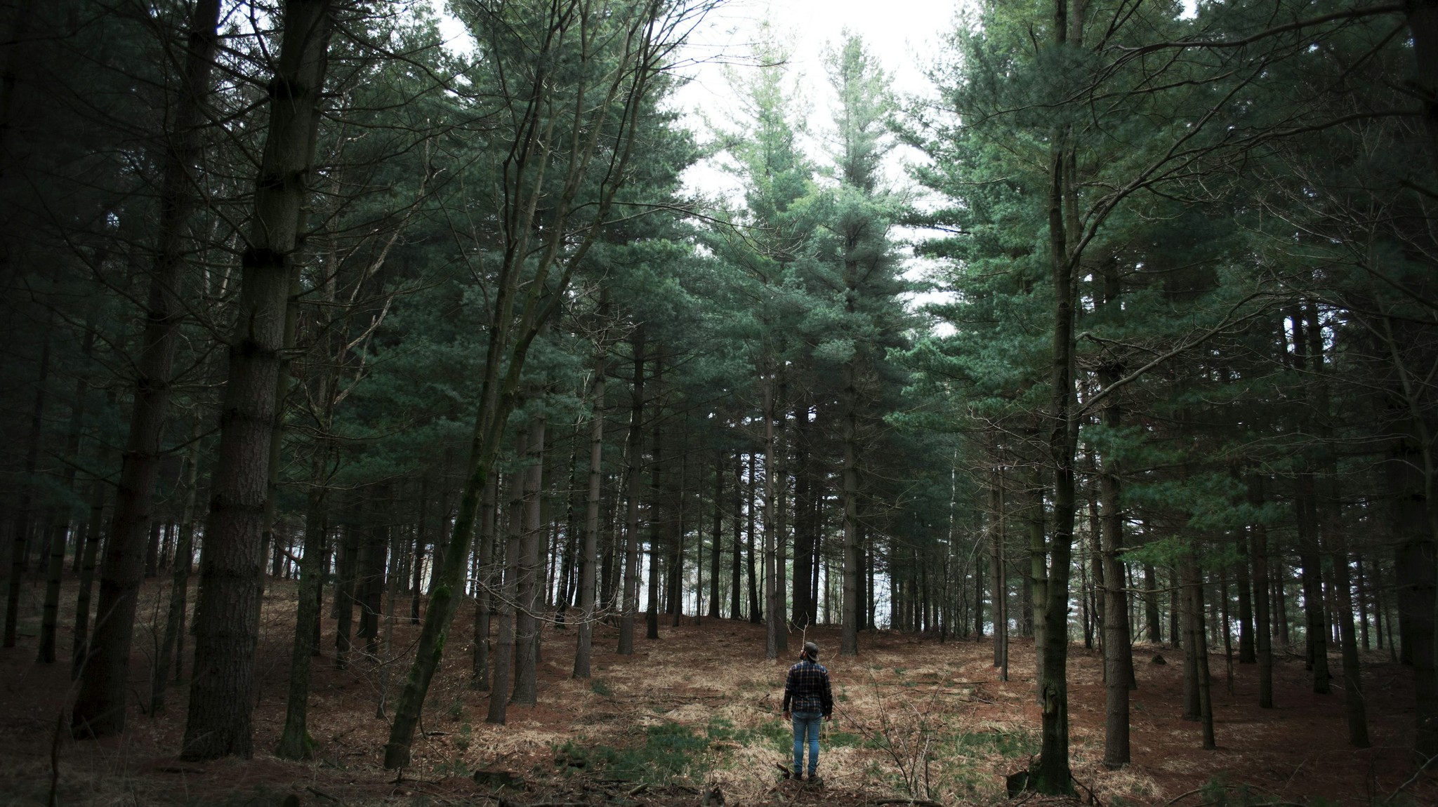 Foret d'épinette.