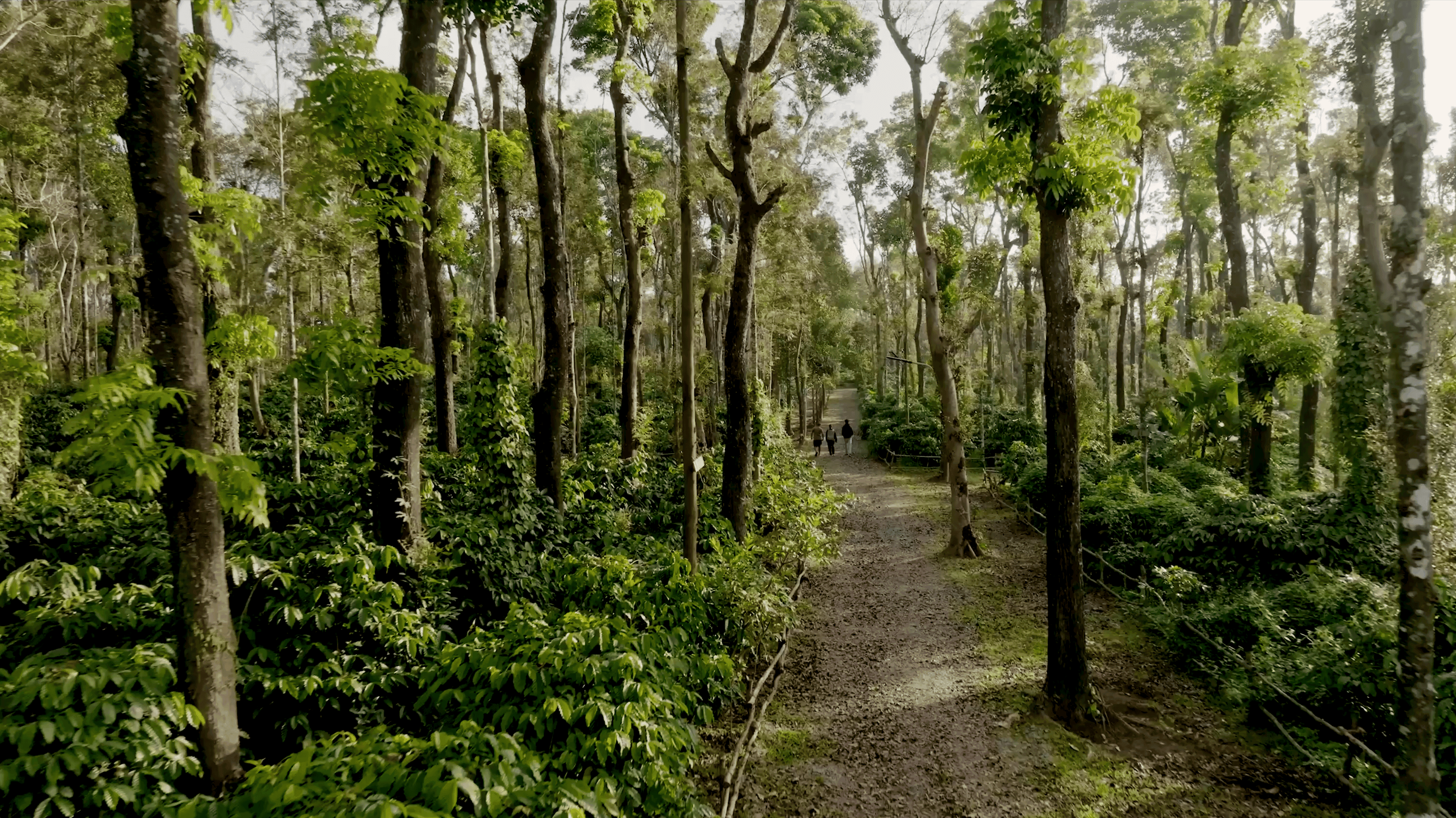 Coffee Plantation at Sannidhi Ecofarms 