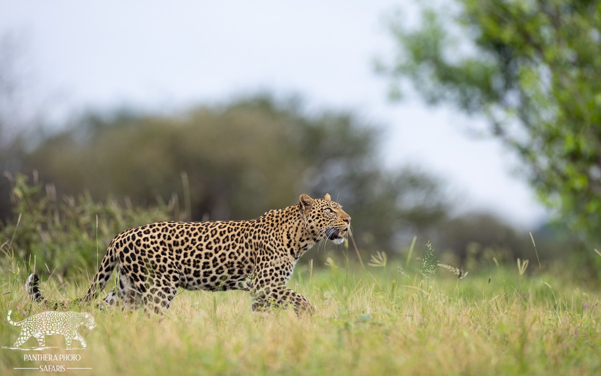Best places in Africa to Photography Leopards | Panthera Photo Safaris
