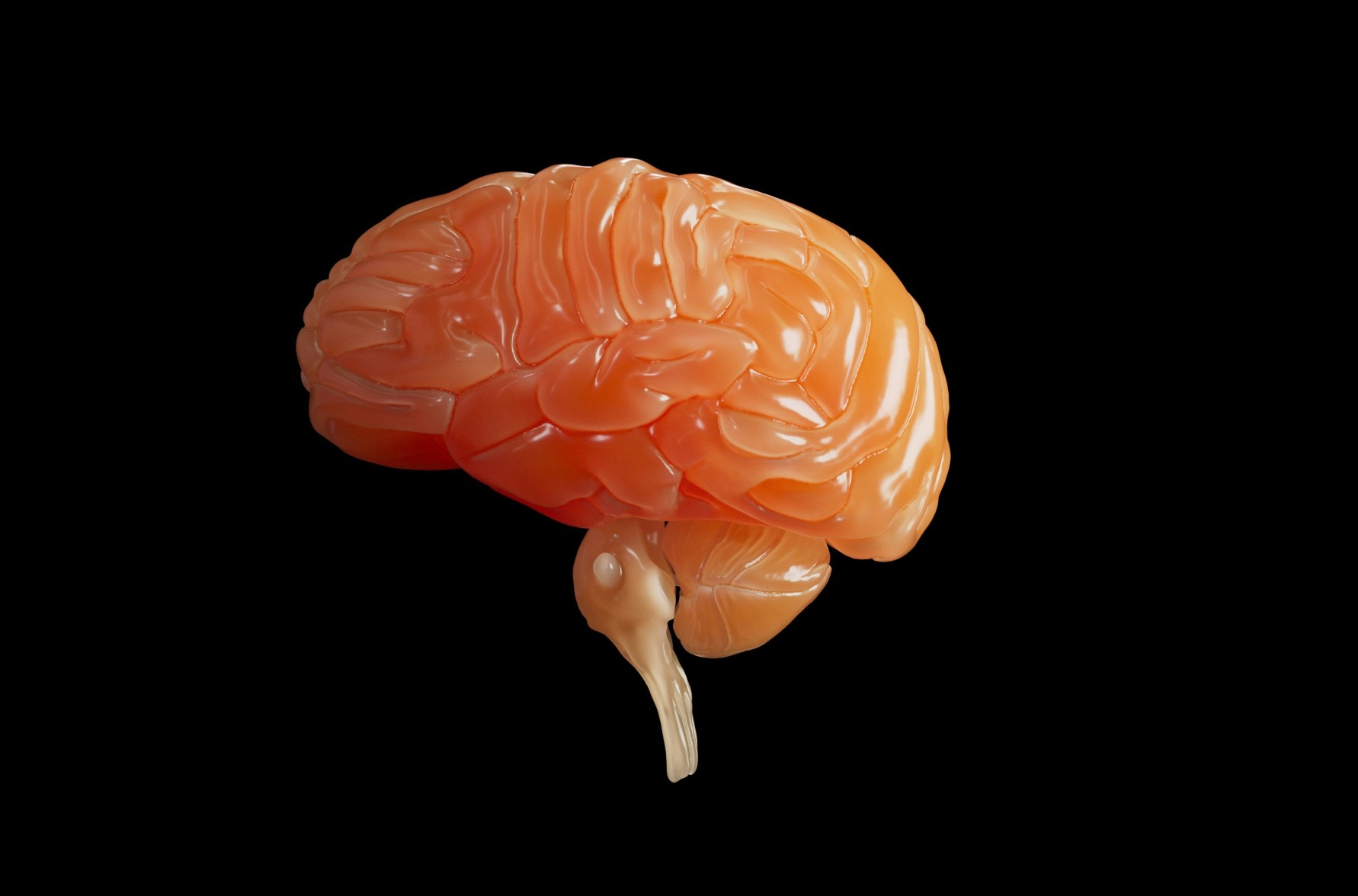 Image of a brain