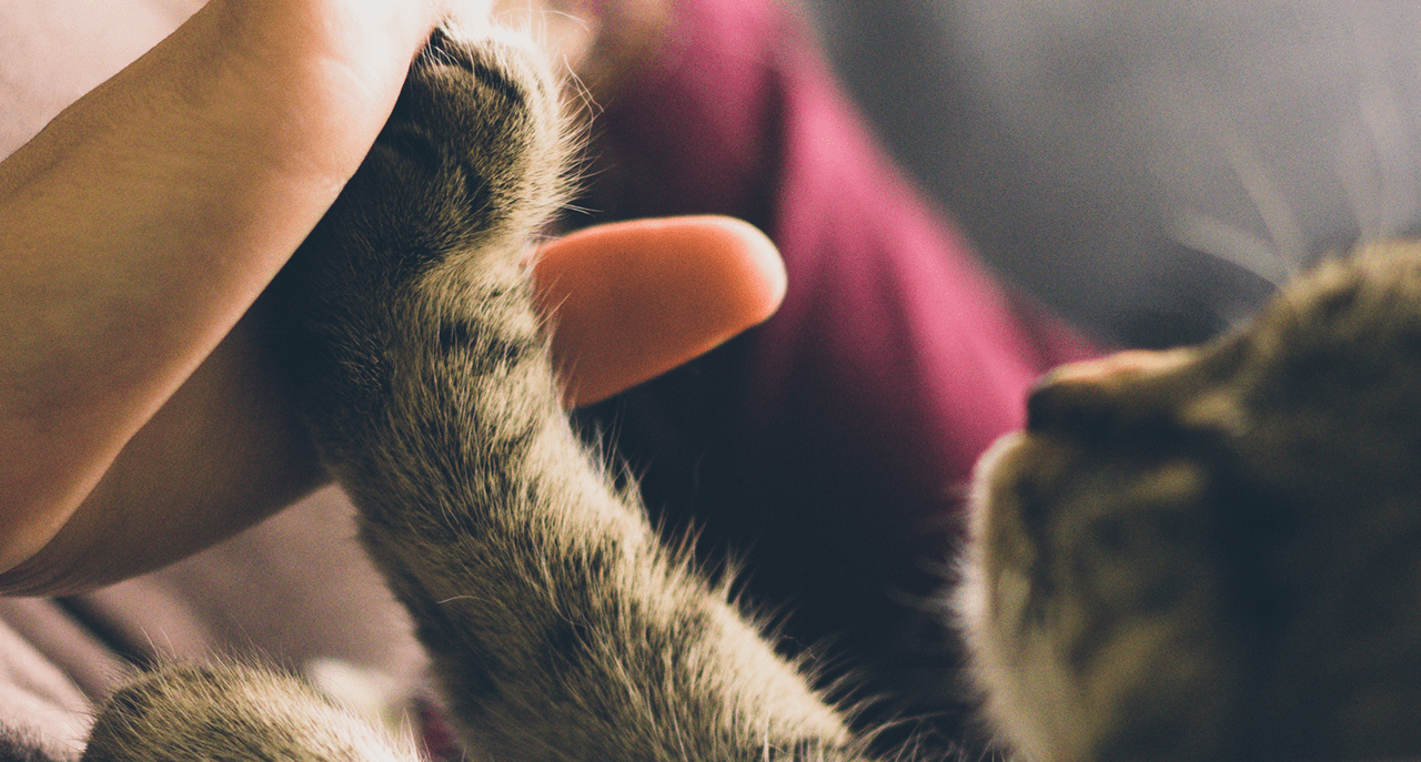 Chronic Conditions Dogs Cats Angus Ontario