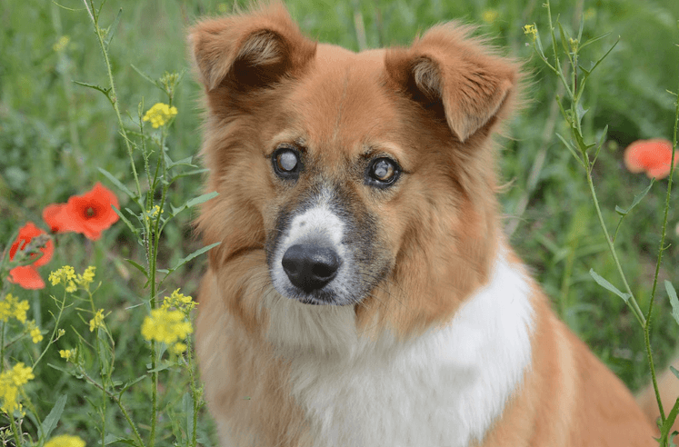 Uroczy piesek Rubcio