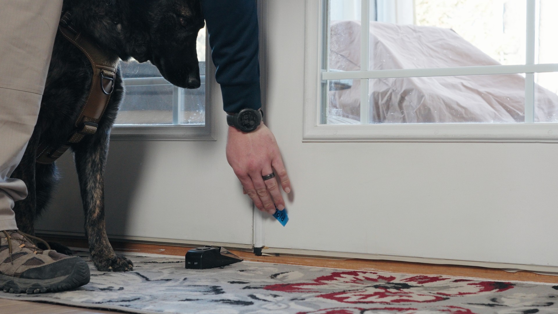 Mold detection K9 sniffing along baseboard near window as handler checks for hidden mold.