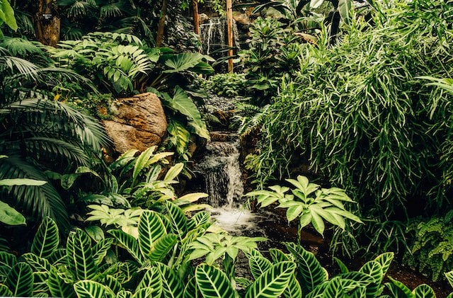 A waterfall in a rainforest, surrounded by plants