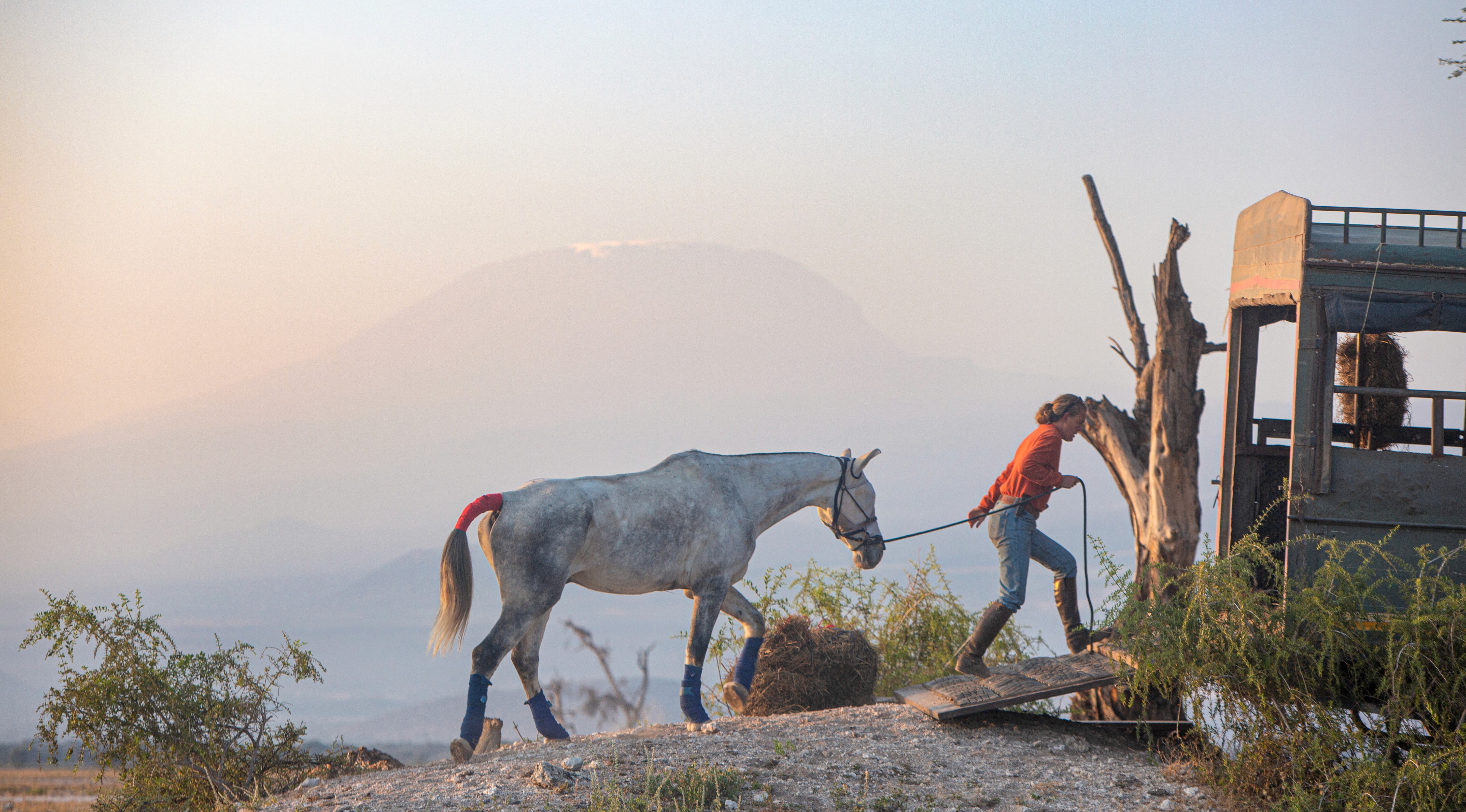 Kilimanjaro Elephant Ride, Arusha National Park, Tanzania. En kvinna lastar en häst på ett släp, med Kilimanjaro i bakgrunden.
