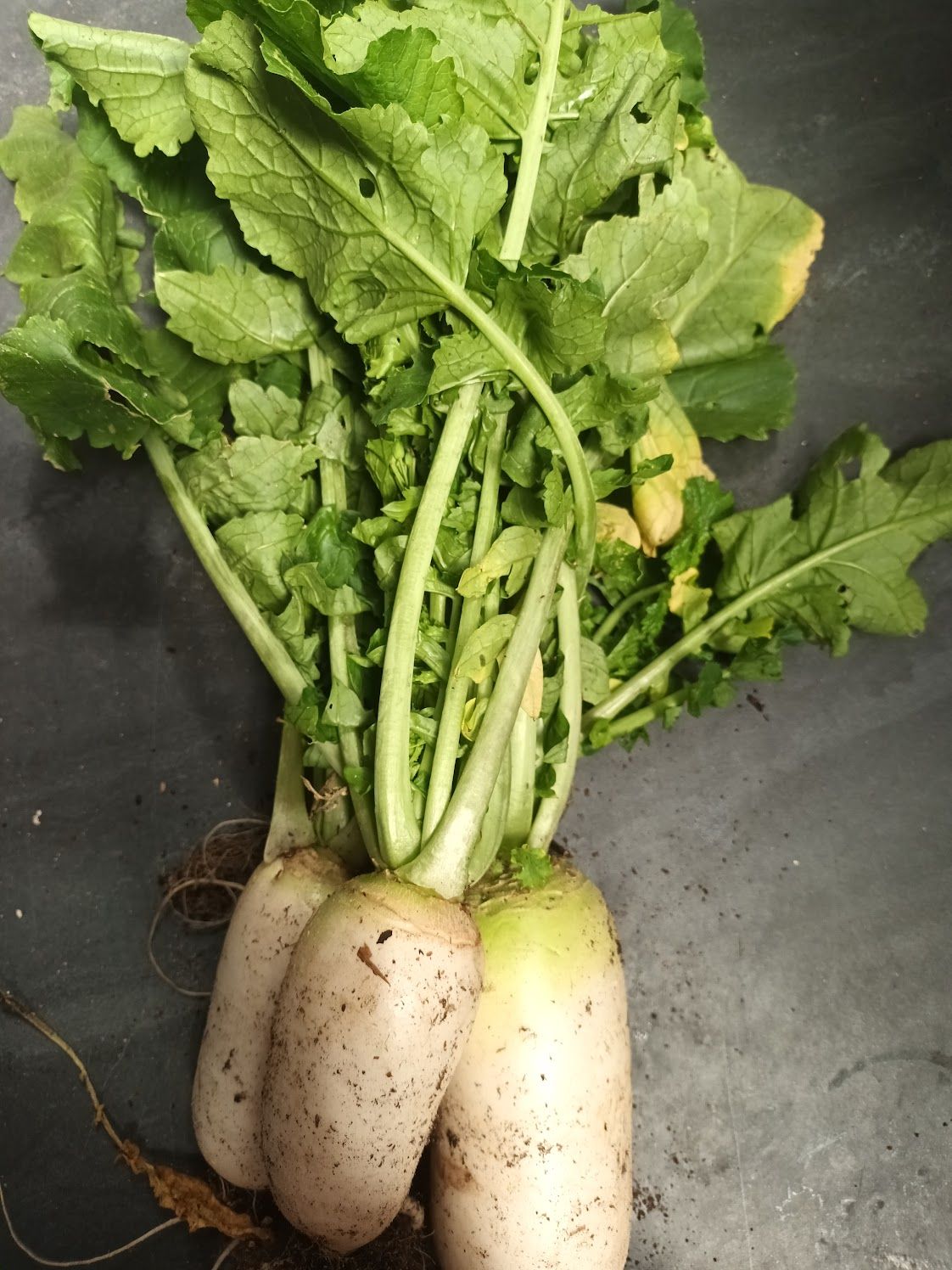Heart & Soil Agroecology Hub: Lochiel Smallholdings and growing this season