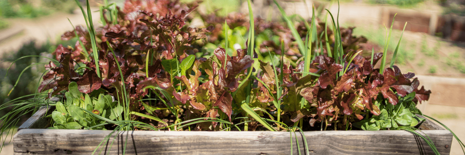Eco-friendly garden with natural biodiversity