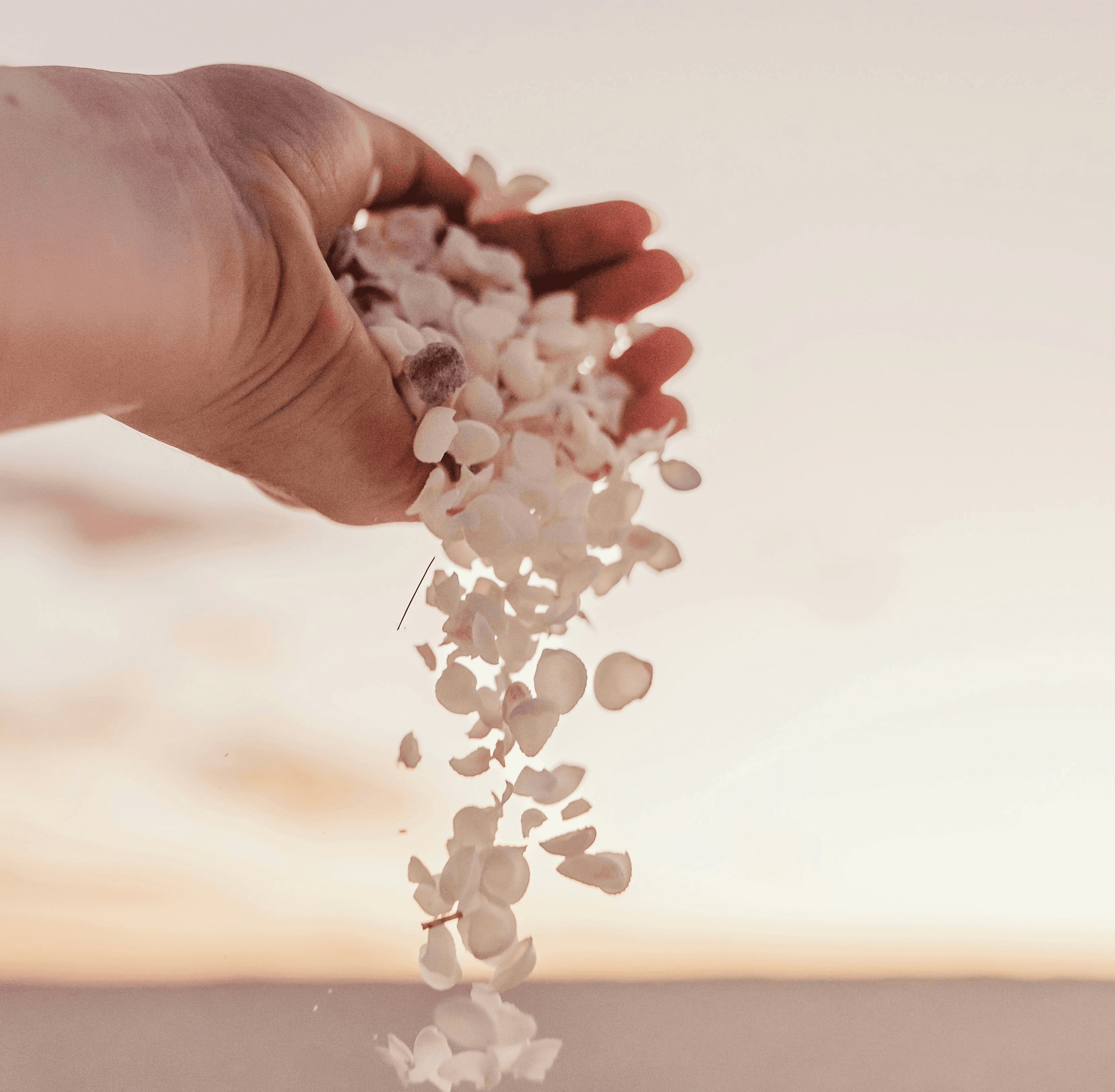 a hand holding a bunch of white flowers