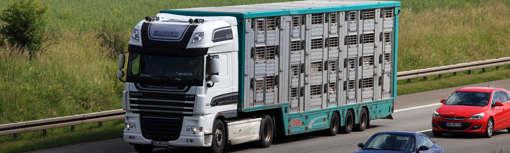 Transport truck carrying live animals through a border checkpoint, representing the welfare challenges at the EU-Turkish border.