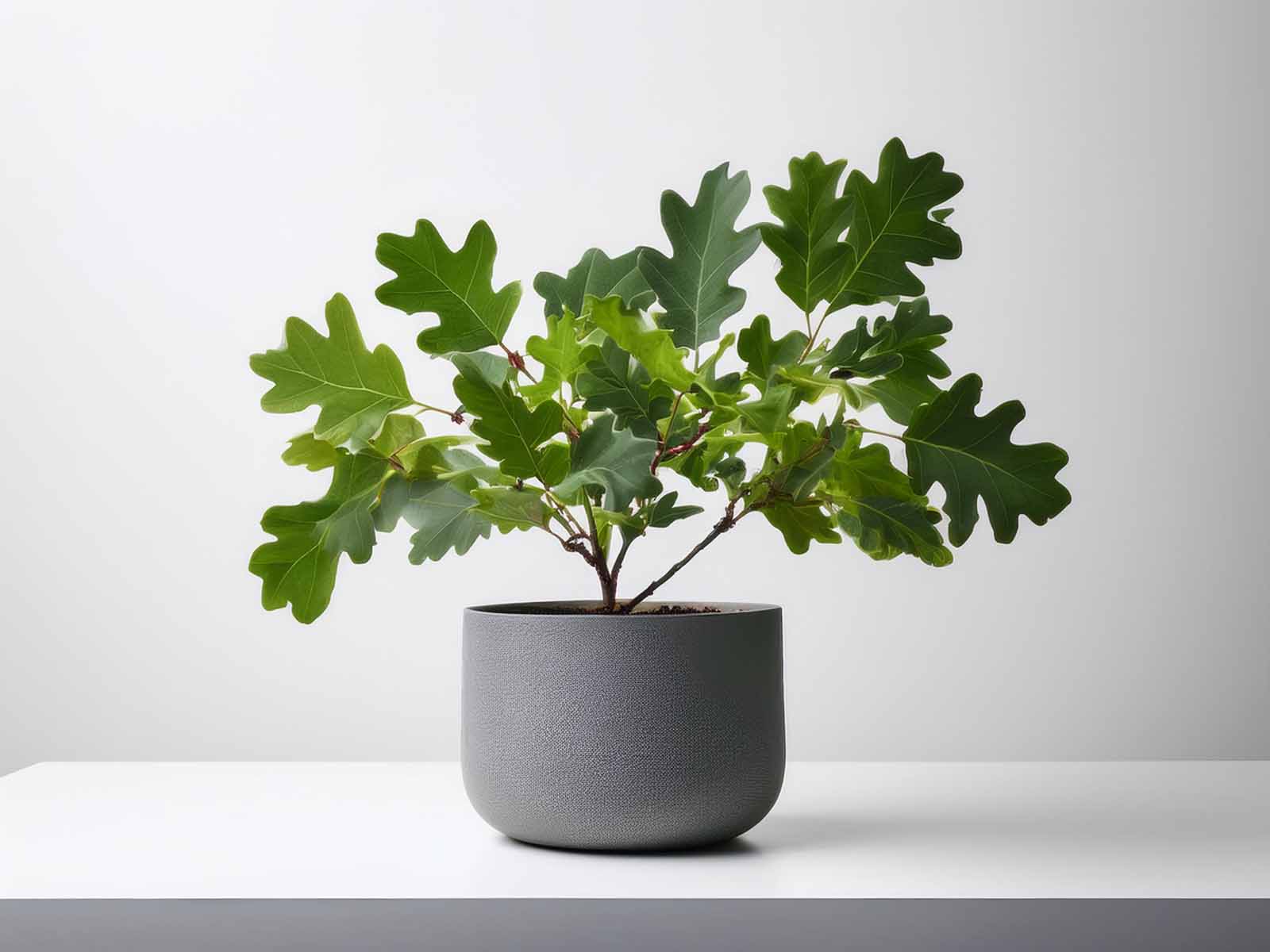 Oak Leaf Ivy plant with vibrant, textured green leaves in a modern St. Louis office, supplied by Tropical Decor