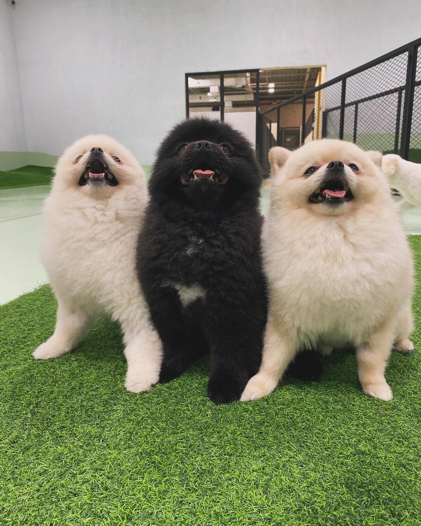 dogs after pet grooming session at TBL in Dubai with professional pet groomers