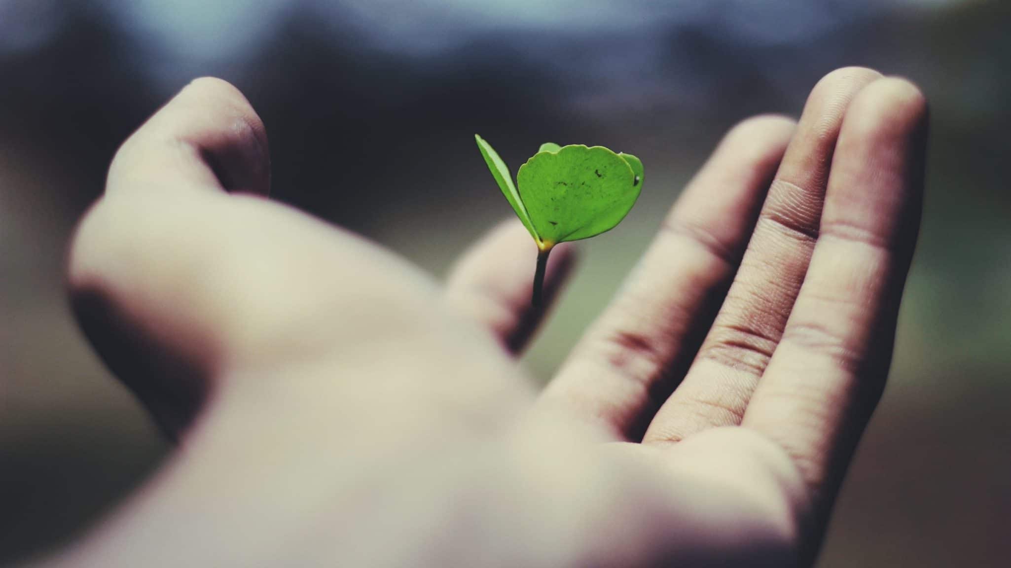 Hand holding a small green seedling, symbolizing growth and nature.